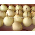 Yellow fresh Ya pear with good quality